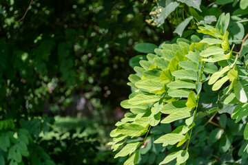 Green leaves of acacia in the park. Sunny day.