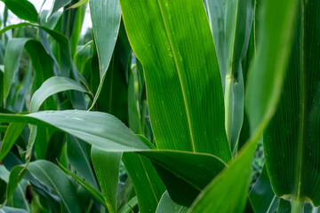 Green leaves of corn in the field