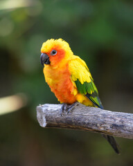 yellow parrot. Aratinga solstitialis. sun parrot