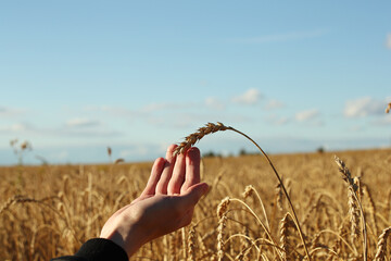 Young man hand and wheat on a blue sky background. Pavel Kubarkov, my right hand and wheat. Photo...