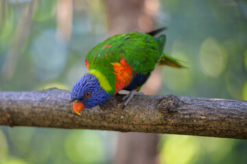 Fototapeta na wymiar Lorius chlorocercus. Blue and green parrot