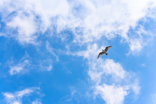 Low angle view of a Japanese seabird called kamome gull or seagull flying with outstretched wings in a blue sky.