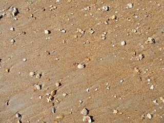 Sea Shells on Sandy Beach Texture on a coastline in Florida. Usable in 3d environments or world as ground texture.