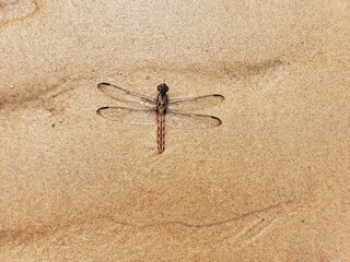 Dead dragonfly lying on brown sand beach in Guyana, South America. Usable as texture for 3d world...