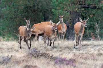 Naklejka na ściany i meble A group of Red deer (Cervus elaphus) in the rain in rutting season on the fields of National Park Hoge Veluwe in the Netherlands. Forest in the background. 