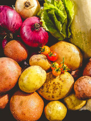 Organic vegetables from the home garden - potatoes, carrots, beets, tomatoes, lettuce, garlic, onions and zucchini in a wooden box among greenery. Raw healthy food concept. Close up