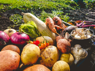 Organic vegetables from the home garden - potatoes, carrots, beets, tomatoes, lettuce, garlic, onions and zucchini in a wooden box among greenery. Raw healthy food concept. Still life