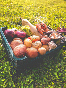 Organic vegetables from the home garden - potatoes, carrots, beets, tomatoes, lettuce, garlic, onions and zucchini in a wooden box among greenery. Raw healthy food concept. Still life