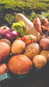 Organic vegetables from the home garden - potatoes, carrots, beets, tomatoes, lettuce, garlic, onions and zucchini in a wooden box among greenery. Raw healthy food concept. Close up