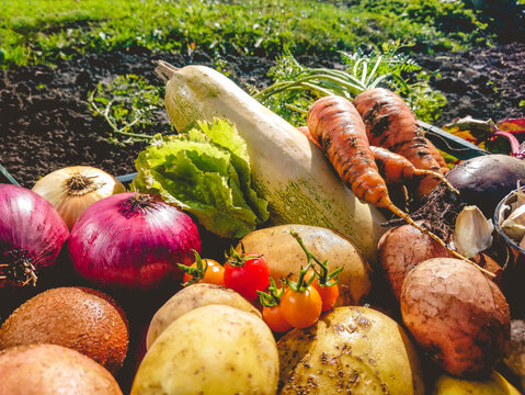 Organic vegetables from the home garden - potatoes, carrots, beets, tomatoes, lettuce, garlic, onions and zucchini in a wooden box among greenery. Raw healthy food concept. Close up