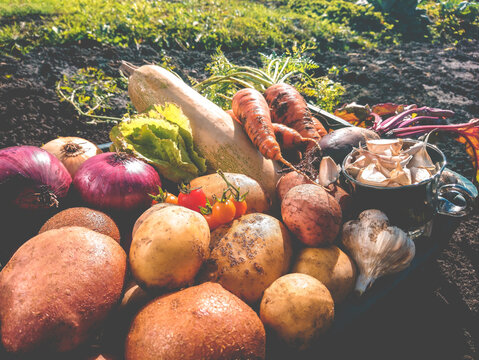 Organic vegetables from the home garden - potatoes, carrots, beets, tomatoes, lettuce, garlic, onions and zucchini in a wooden box among greenery. Raw healthy food concept. Still life