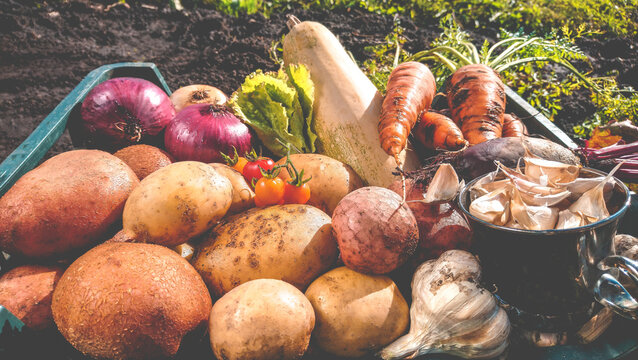 Organic vegetables from the home garden - potatoes, carrots, beets, tomatoes, lettuce, garlic, onions and zucchini in a wooden box among greenery. Raw healthy food concept. Still life