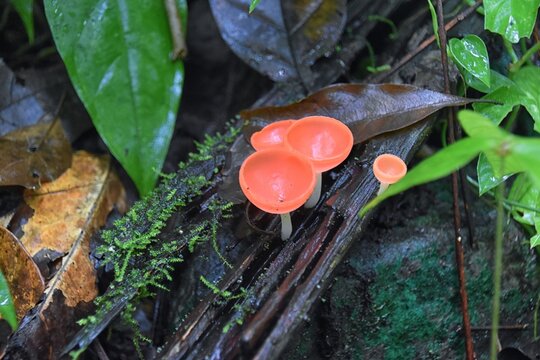 Pink Champagne mushrooms, Cookeina speciosa, Pink Red burn cup mushroom, mycelium, in tropical forest of Costa Rica 2022. Central America.