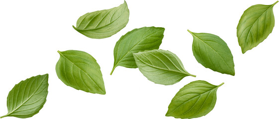 Falling basil leaves isolated - obrazy, fototapety, plakaty