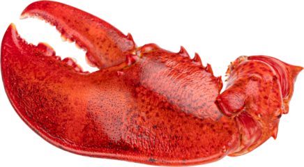 Red lobster claw isolated 