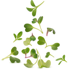 Microgreen leaves isolated 