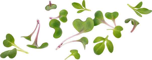 Microgreen leaves isolated - obrazy, fototapety, plakaty