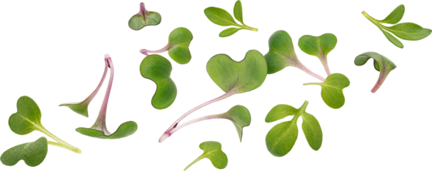 Microgreen leaves isolated