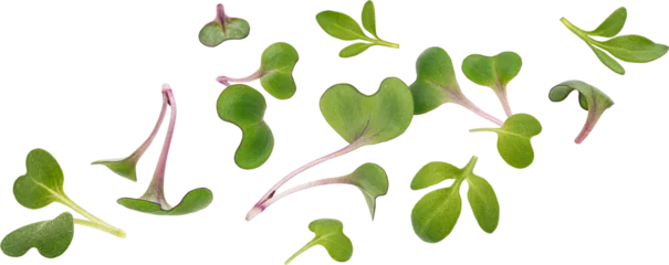 Fototapete Frisches Gemüse Microgreen leaves isolated