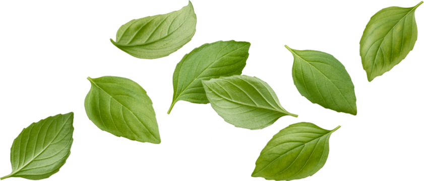 Falling basil leaves isolated