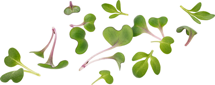 Microgreen leaves isolated