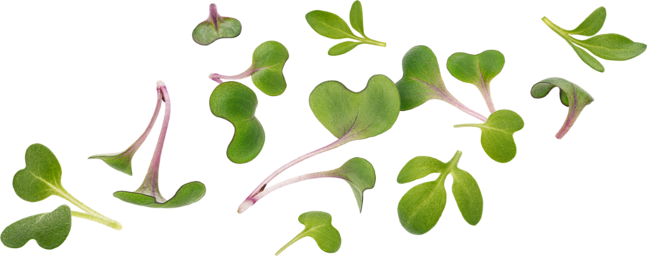 Microgreen leaves isolated