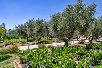 Olympia, Greece - July 19, 2022: Olive groves, vineyards and vegetable gardens in Olympia, Greece
