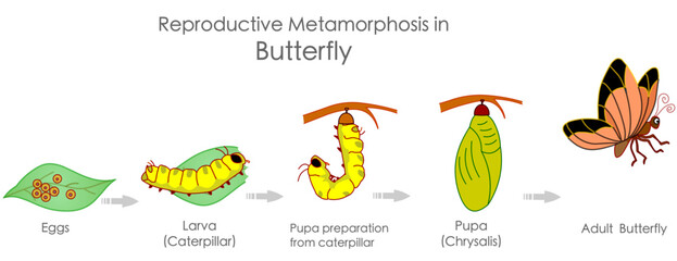 Butterfly reproductive metamorphosis. Insects reproduction. Growth development stages. Egg, embryo, larva, caterpillar, pupa, chrysalis metamorphosis adult steps. Infographic illustration Vector - obrazy, fototapety, plakaty