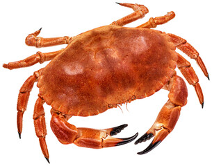 Cooked crab isolated, top view