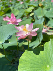 Komarov's lotus flower. Primorsky Krai, Ussuriysky district, Dubovy Klyuch village, Lotus Lake