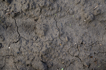 Fertile black earth, black earth. Soil for growing plants.