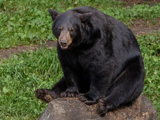 Black Bear Sitting on a rock, very relaxed