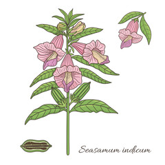 vector graphic illustration with spice sesamum plant 2