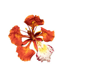 Poinciana regia or Delonix regia flowers isolated with transparent background and cut out. Other names: royal poinciana, flamboyant, acacia rubra, phoenix flower, flame of the forest, flame tree