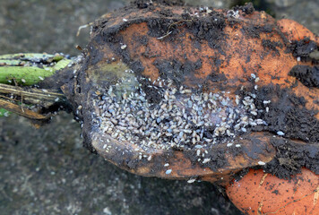 Small parasitic insects on spoiled carrots.
