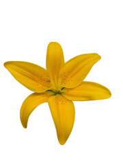 Yellow lily on transparent background and cut out.