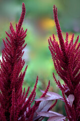 Colorful autumn flowers on nature background