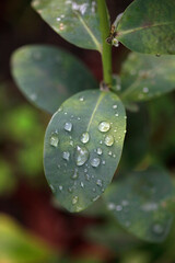 Colorful autumn flowers on nature background