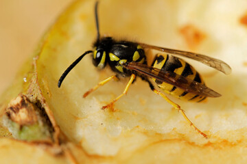 macro of a wasp on apple