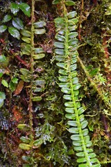 Tropical wild jungle forest plants, macro leaf and foliage close up. Green leaves petals background. Exotic forest plant. Botany concept. Costa Rica. Central Latin America.