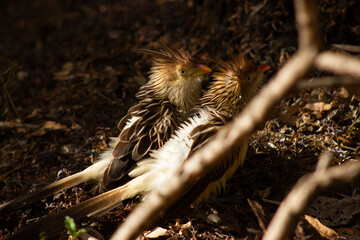 Birds