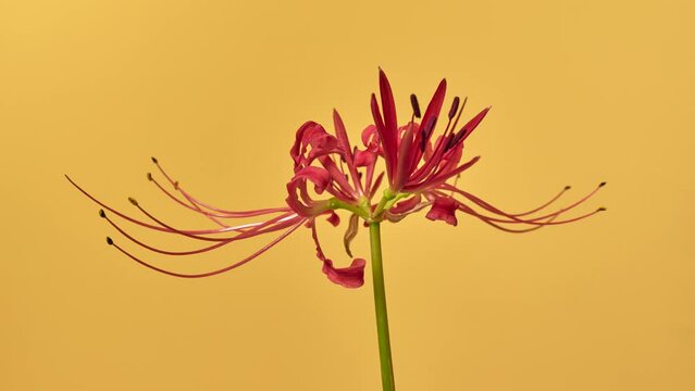 Fioritura in timelapse del Giglio del Ragno Rosso su uno sfondo giallo senape in 4K 60fps.