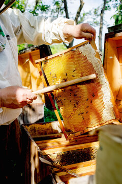 A beekeeper in a protective suit shakes the honey frame from bees with a brush. Pumping honey. Apiculture. Beekeeper