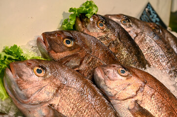 Fresh fish for sale in market. Common dentex on ice in fish market. 