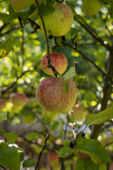 Apples growing in eco-friendly garden.