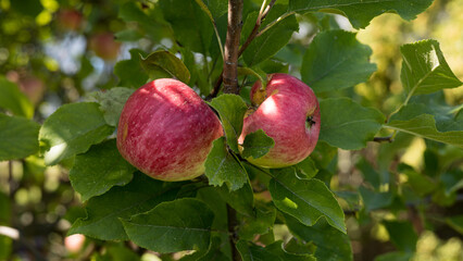 Wild apples growing in a garden.