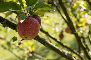 Fresh juicy apples in organic eco-friendly garden.