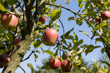 Branch with red apples in orchard. Blue sky background.