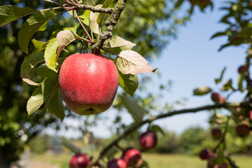 Fresh, red and  juicy apple in organic eco-friendly garden. Blue sky background.
