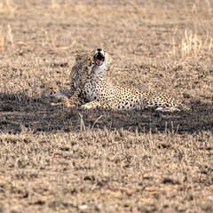 Family of cheetah cub on field. The cheetah mother is yawning